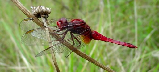 Libellule Ã©carlate (Crocothemis erytharea)
